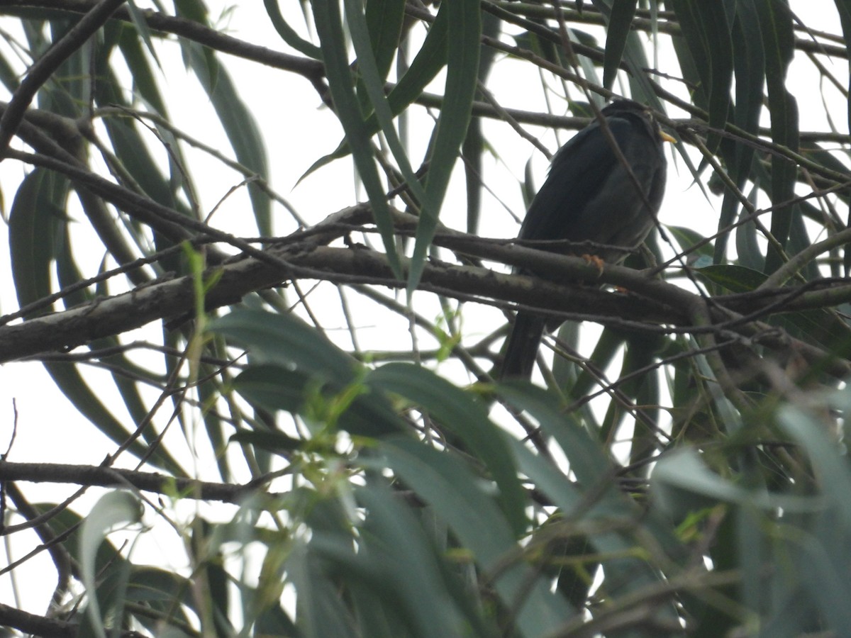 Yellow-legged Thrush - ML638876648