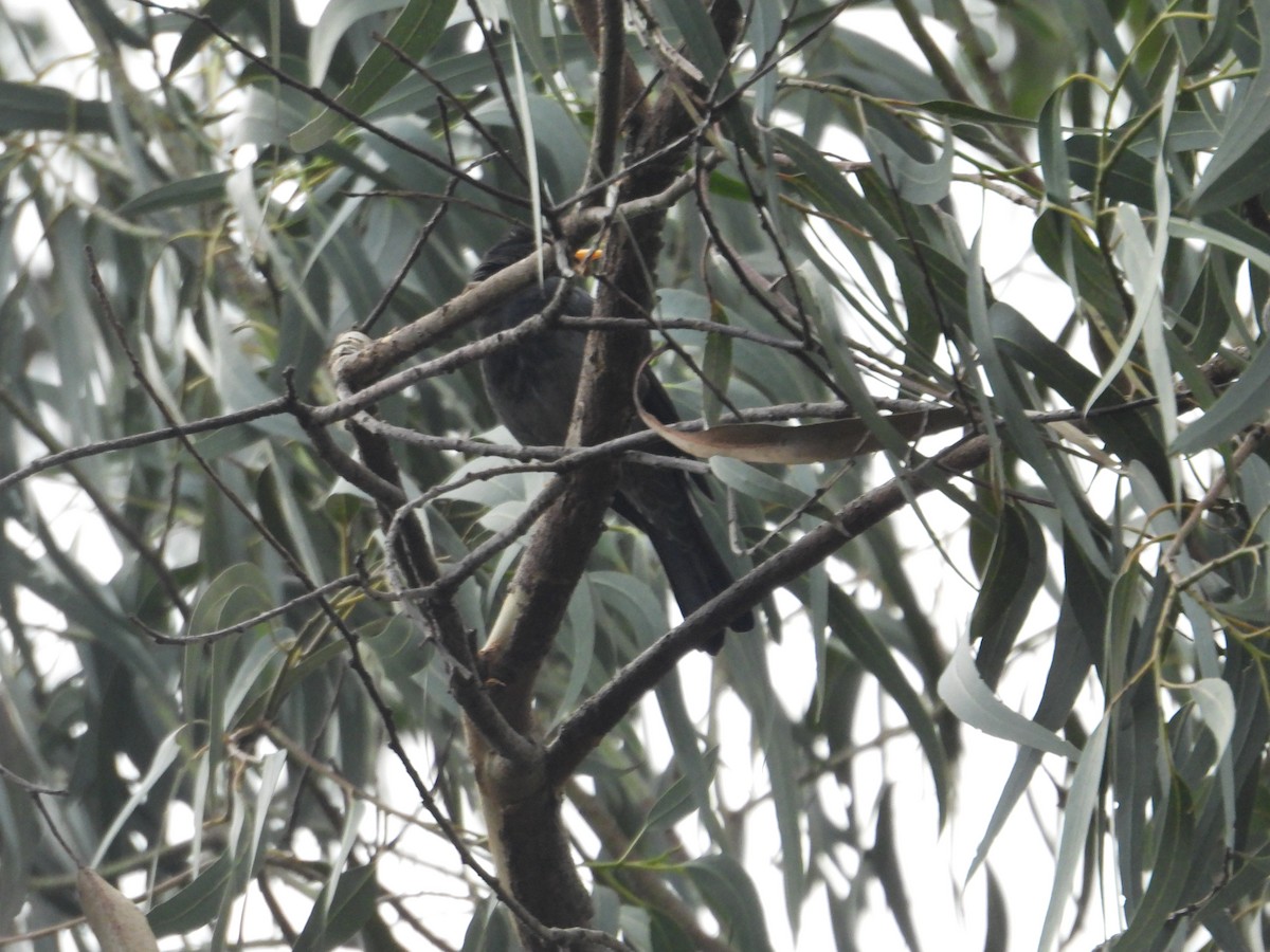 Yellow-legged Thrush - ML638876650