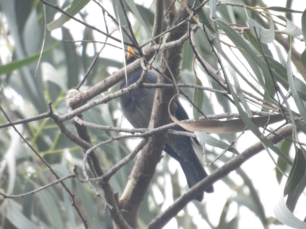 Yellow-legged Thrush - ML638876652