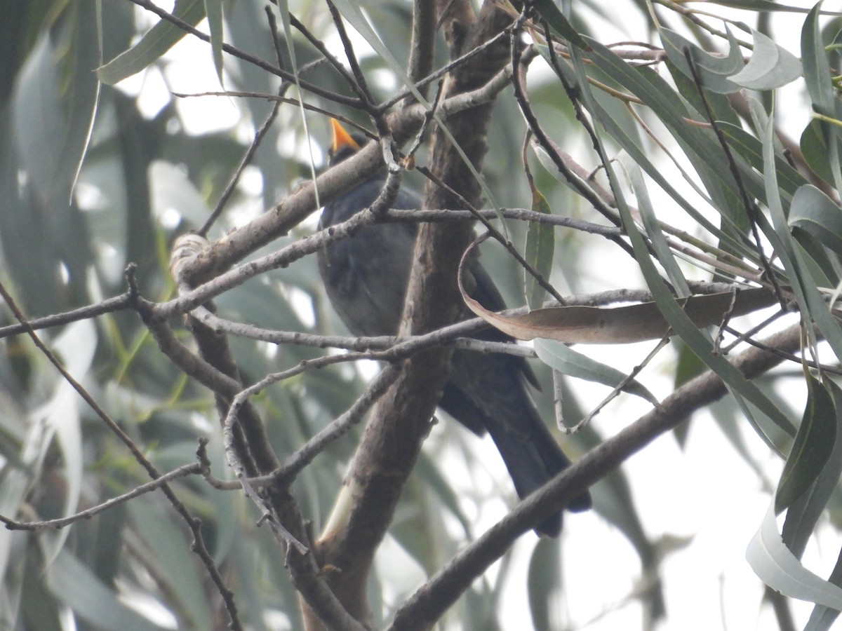 Yellow-legged Thrush - ML638876653
