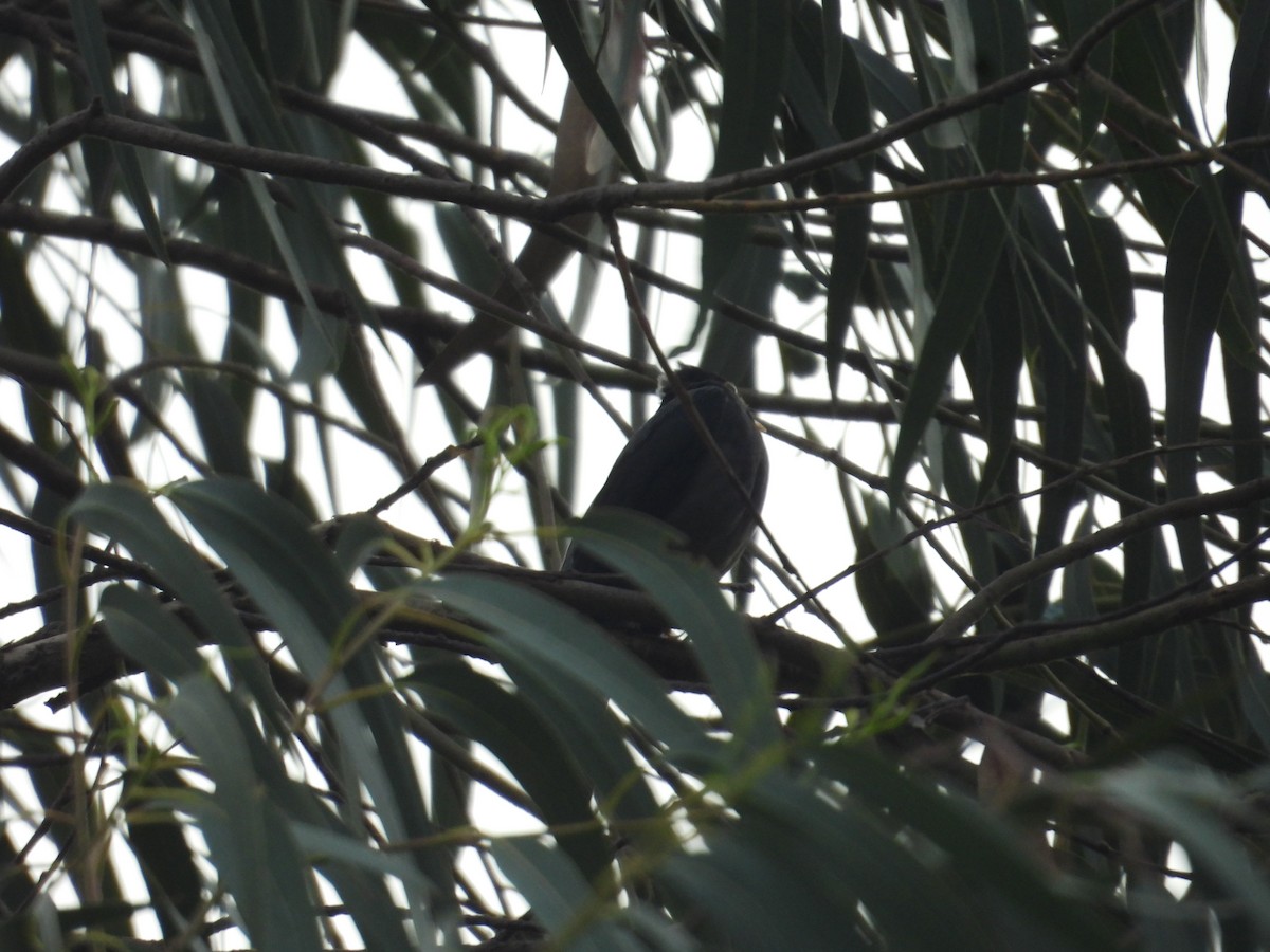 Yellow-legged Thrush - ML638876654