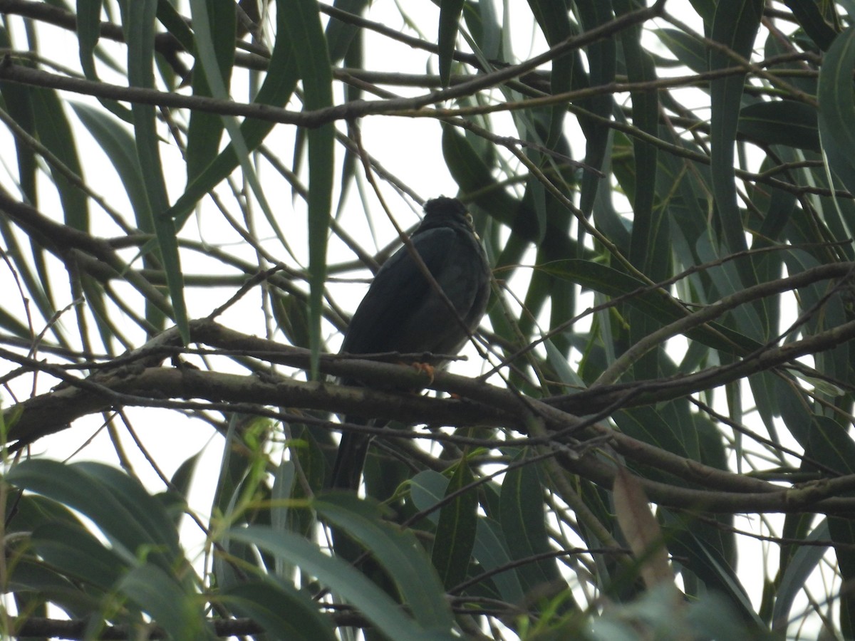 Yellow-legged Thrush - ML638876655