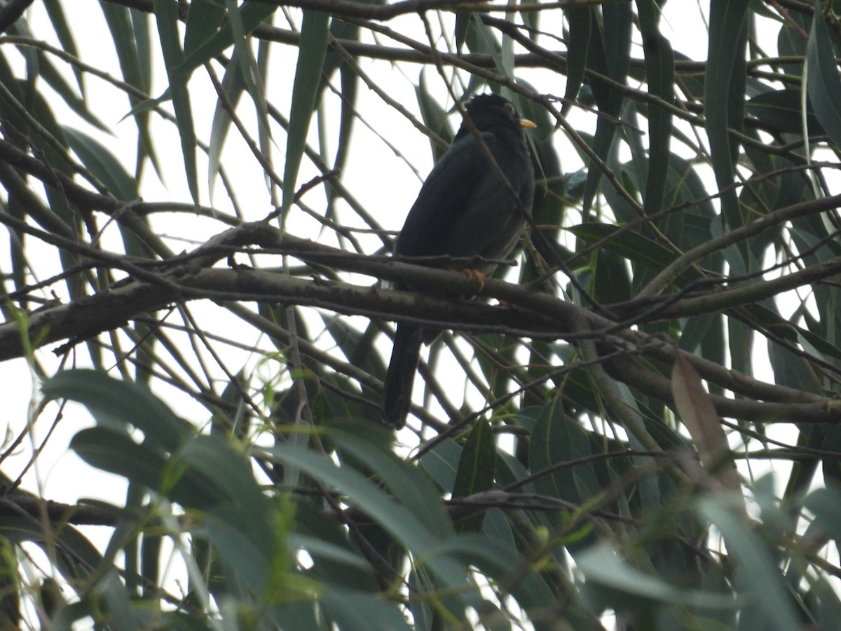 Yellow-legged Thrush - ML638876656