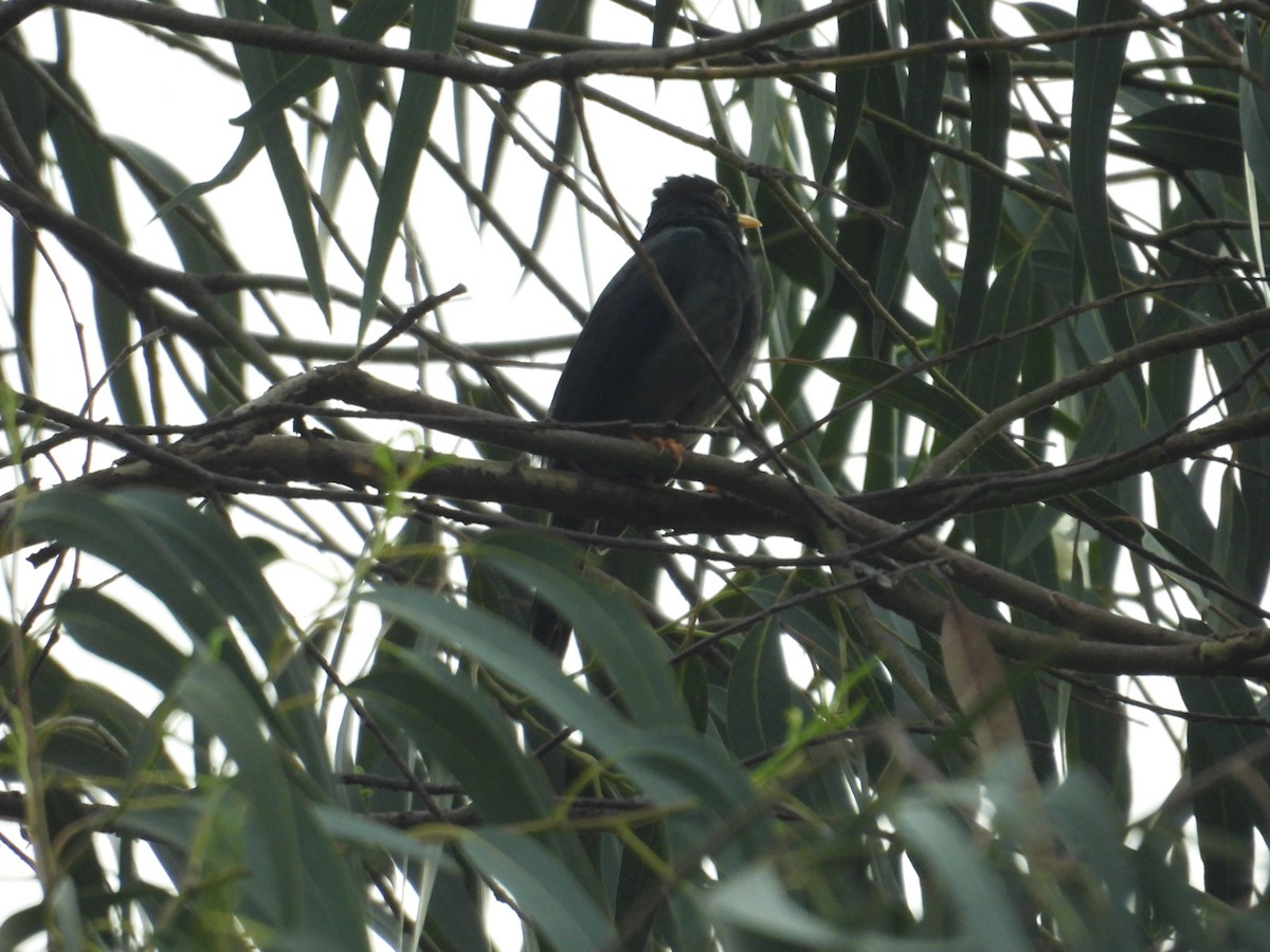 Yellow-legged Thrush - ML638876657