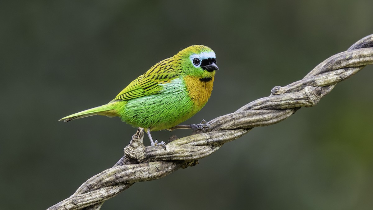 Brassy-breasted Tanager - ML638876663