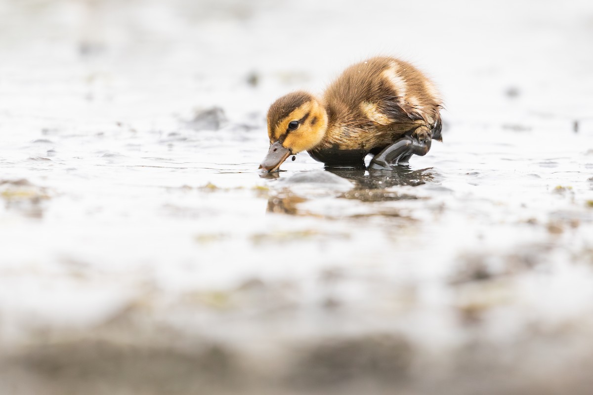 Mallard - Michael Long