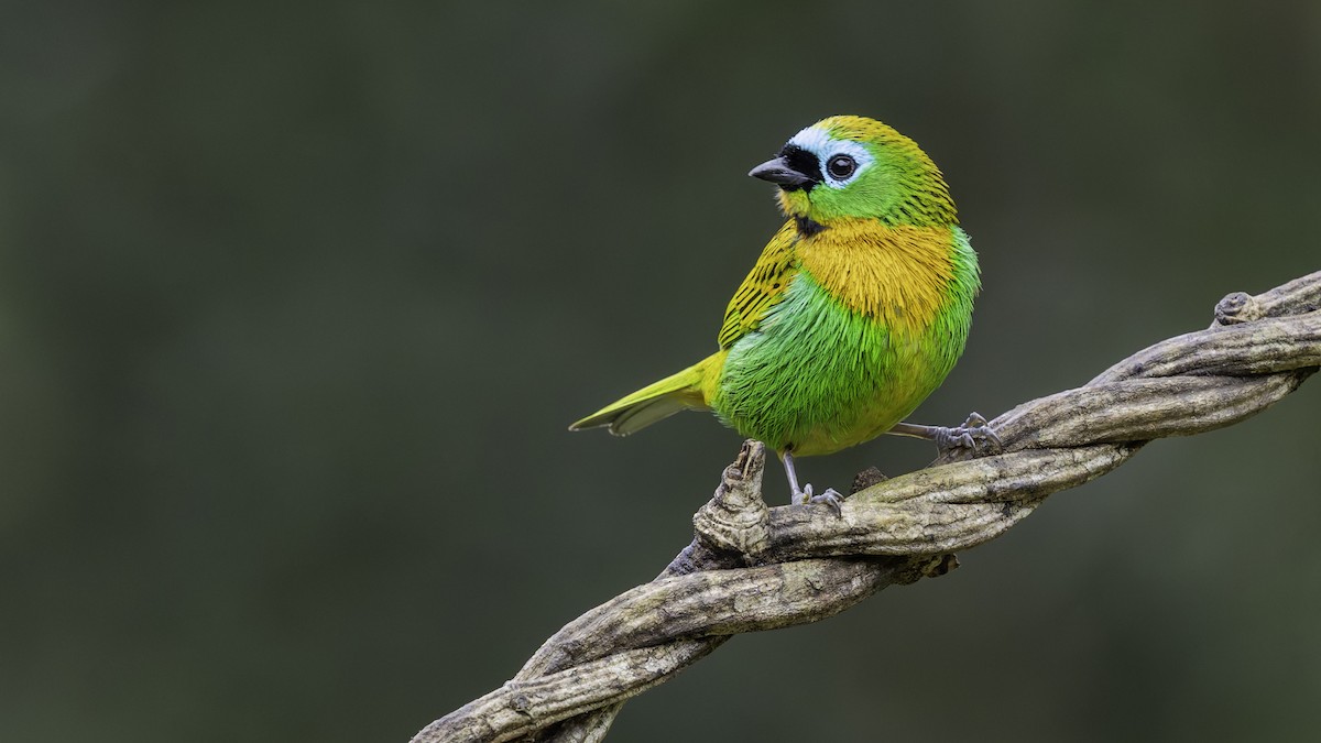 Brassy-breasted Tanager - ML638876672