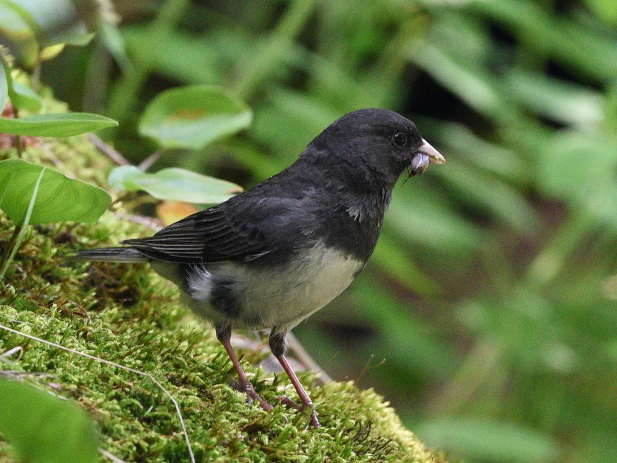 Dark-eyed Junco - ML638876693