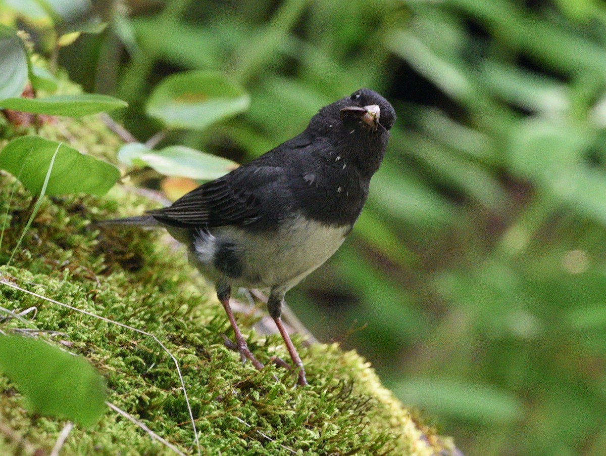 Dark-eyed Junco - ML638876694