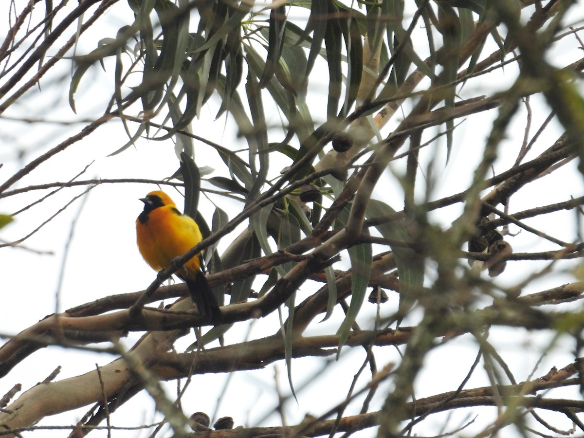 Yellow-backed Oriole - ML638876695