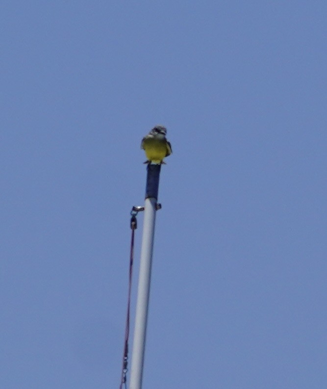 Tropical Kingbird - ML638876697