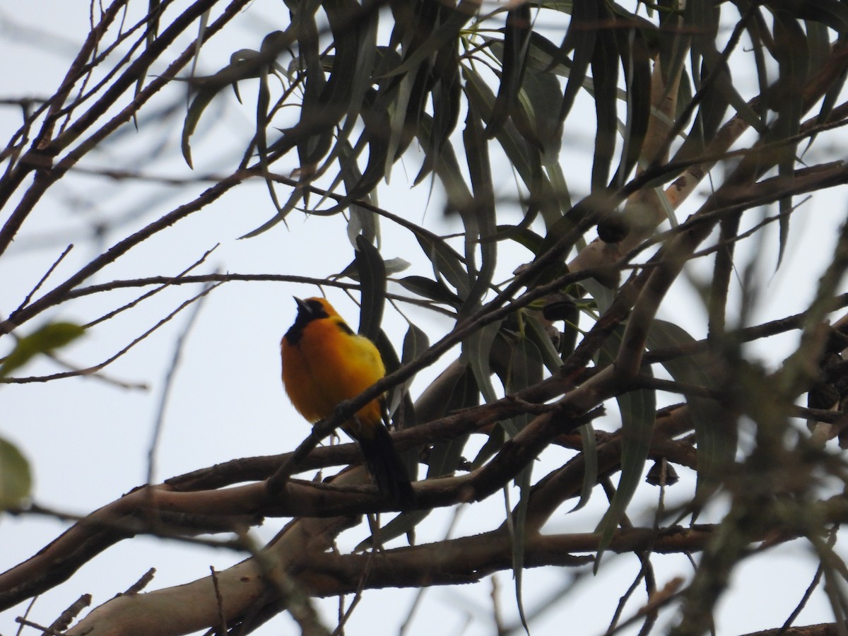 Yellow-backed Oriole - ML638876698
