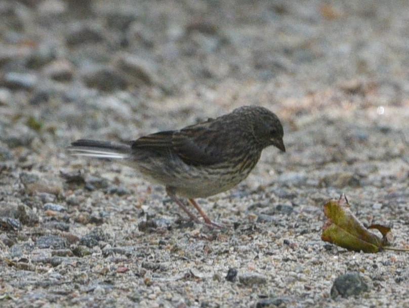 Dark-eyed Junco - ML638876699