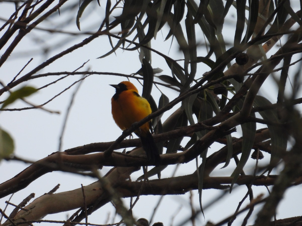Yellow-backed Oriole - ML638876700