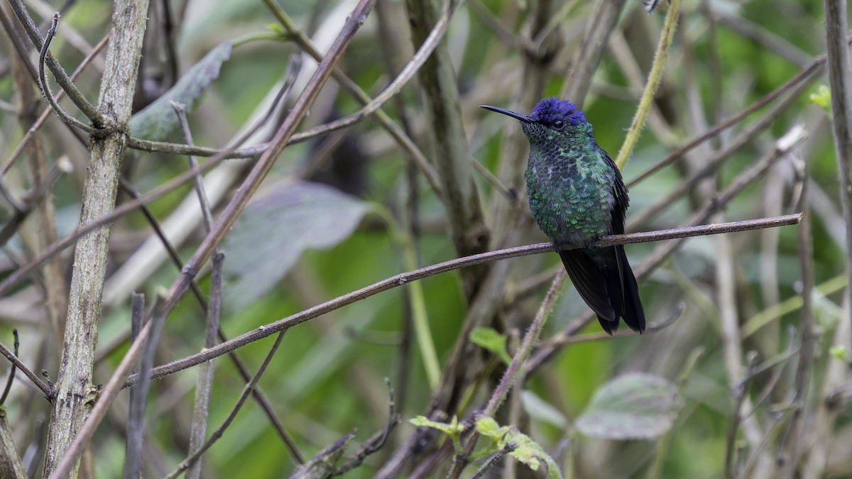 Violet-capped Woodnymph - ML638876701