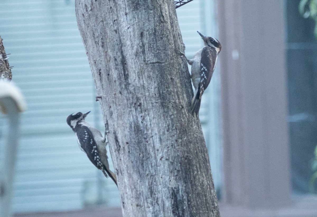 Hairy Woodpecker - ML638876702