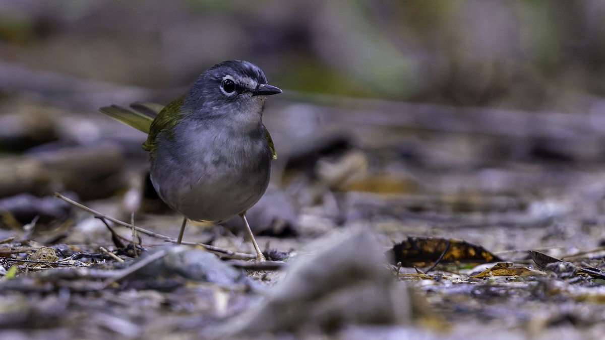 White-browed Warbler - ML638876715