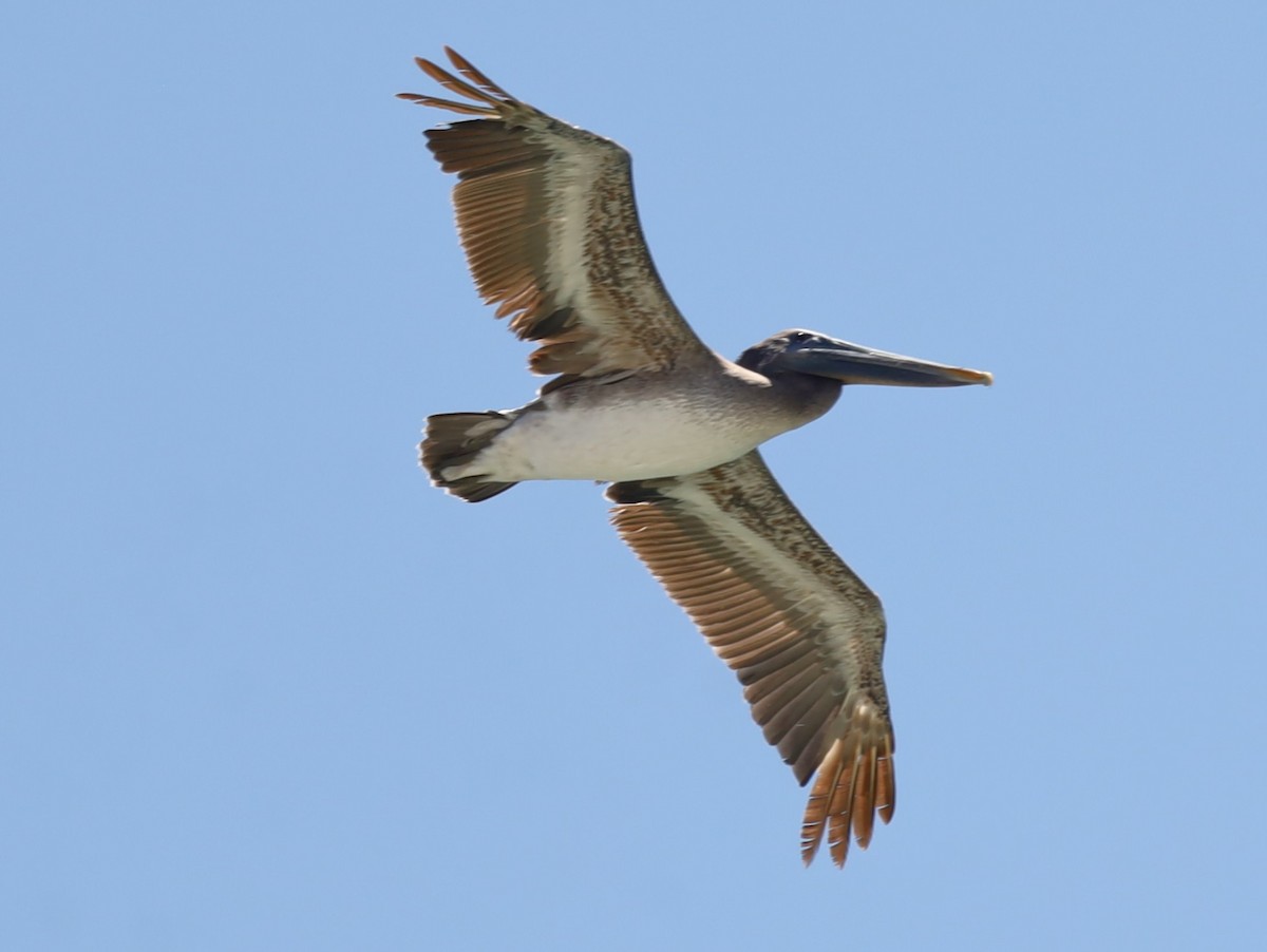 Brown Pelican - ML638876718