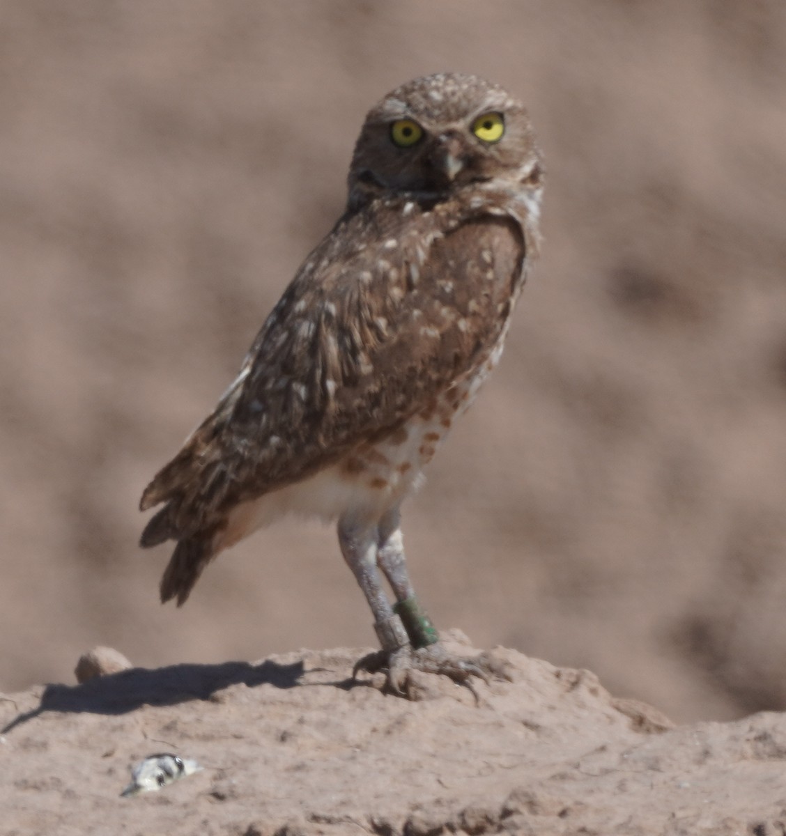 Burrowing Owl - ML638876720