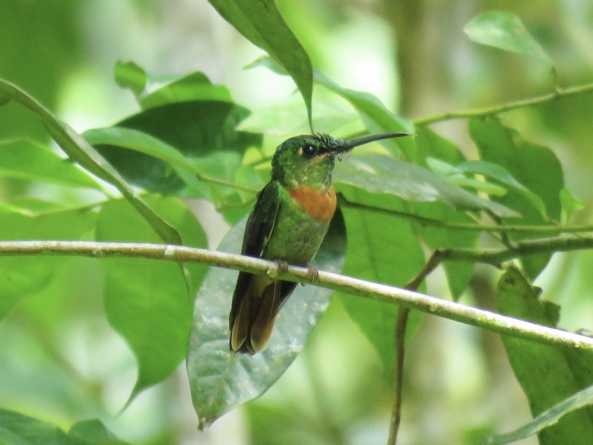 Violet-headed Hummingbird - ML638876723