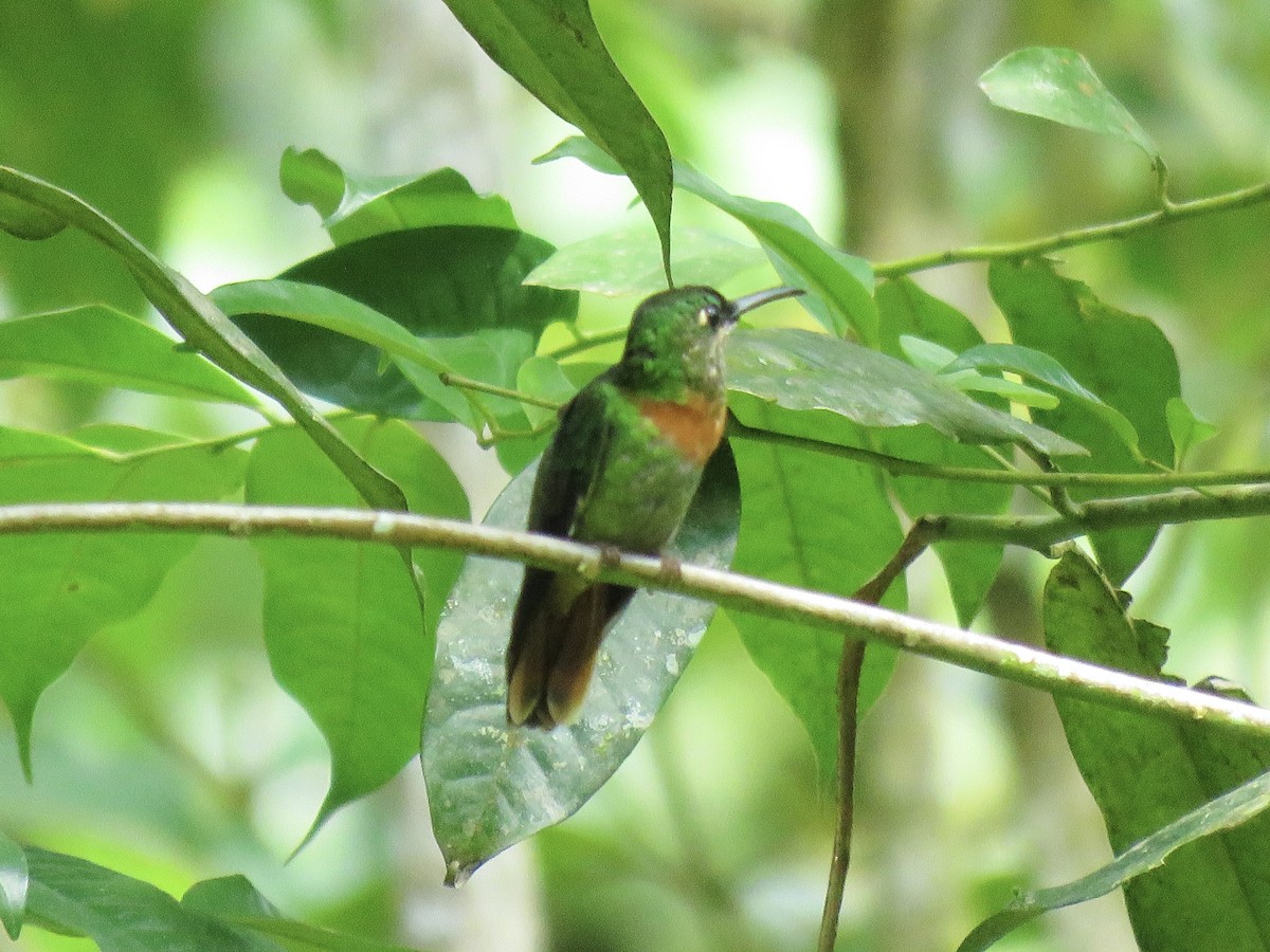 Violet-headed Hummingbird - ML638876724