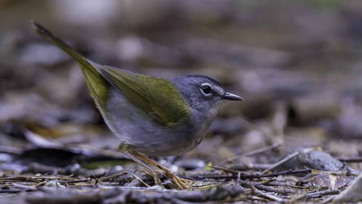 White-browed Warbler - ML638876726