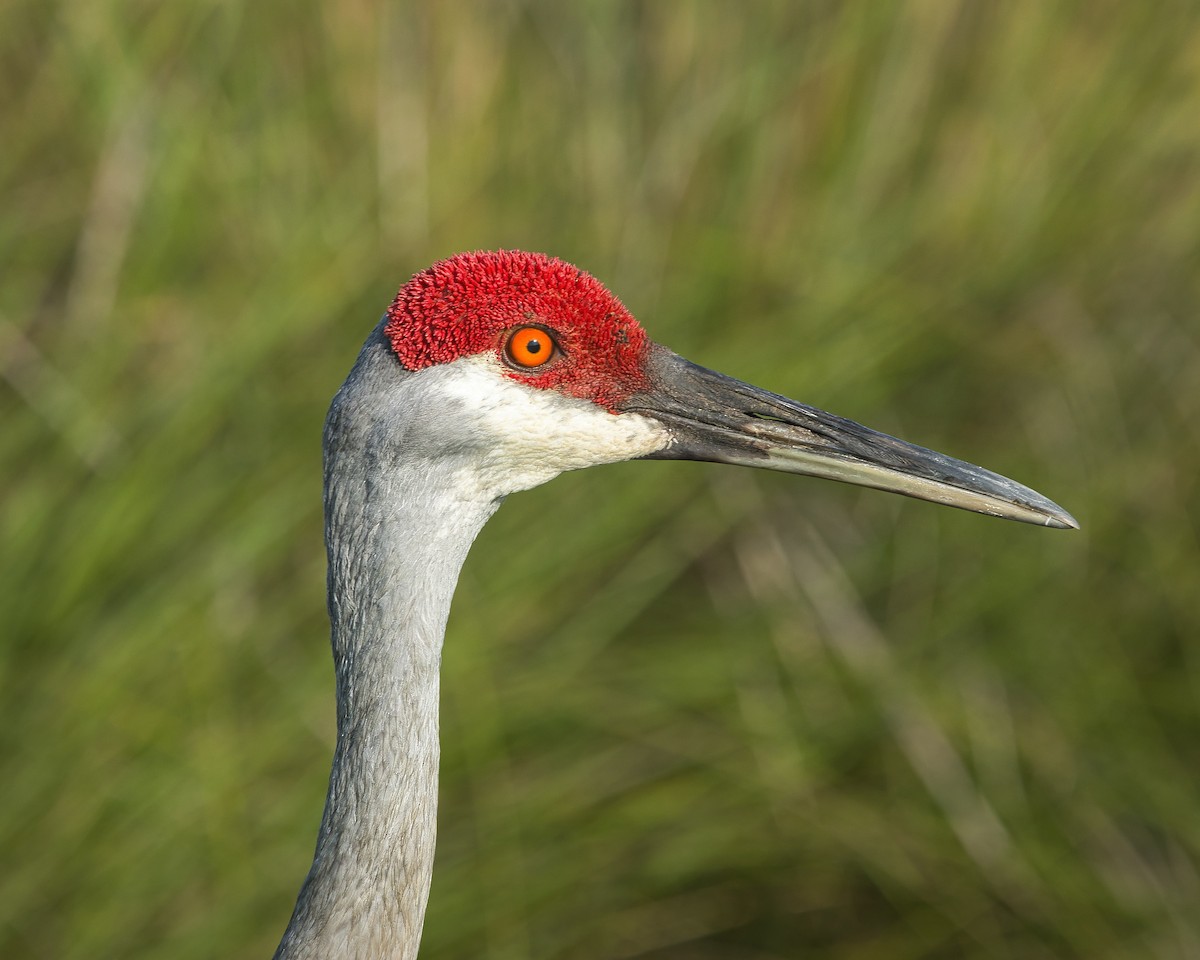 Sandhill Crane - ML638876731