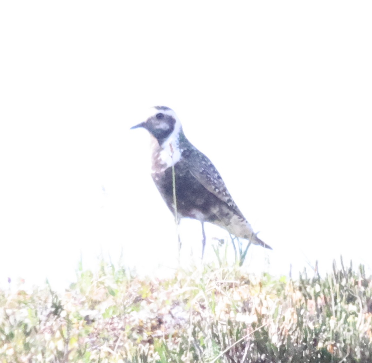 American Golden-Plover - ML638876759