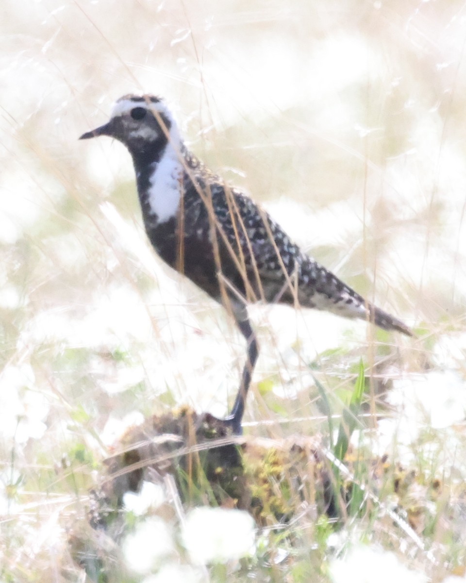 American Golden-Plover - ML638876761