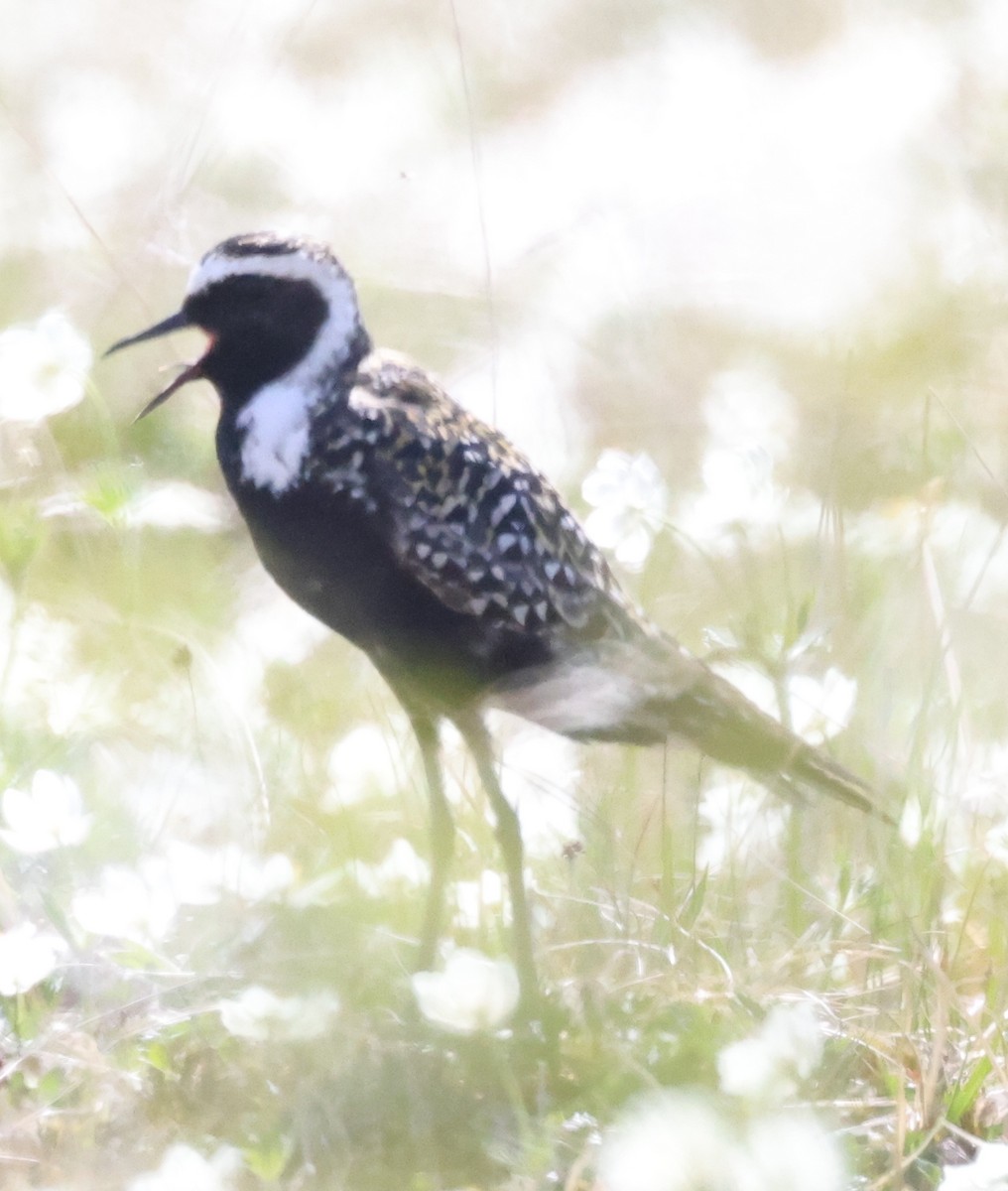 American Golden-Plover - ML638876762