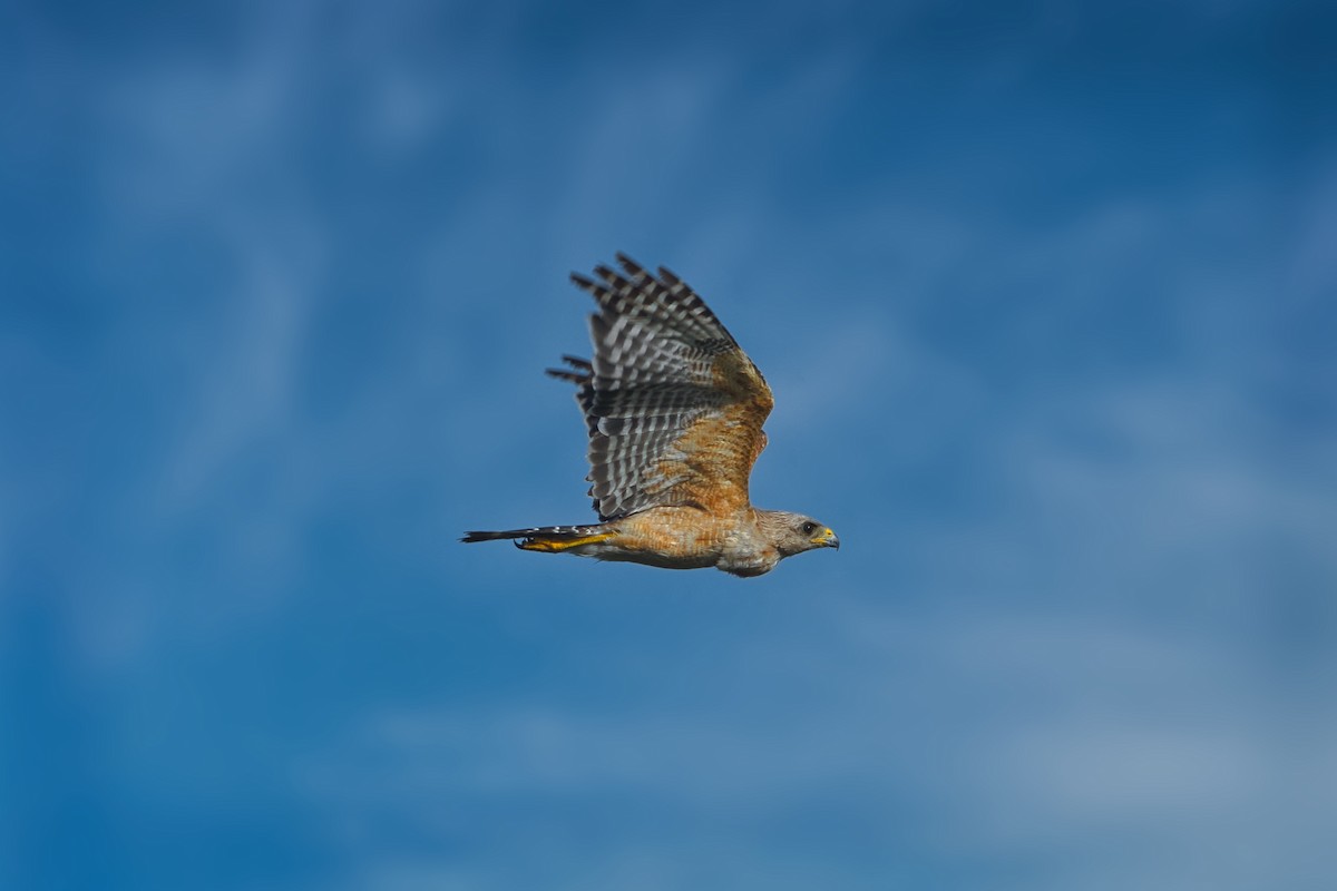 Red-shouldered Hawk - ML638876764