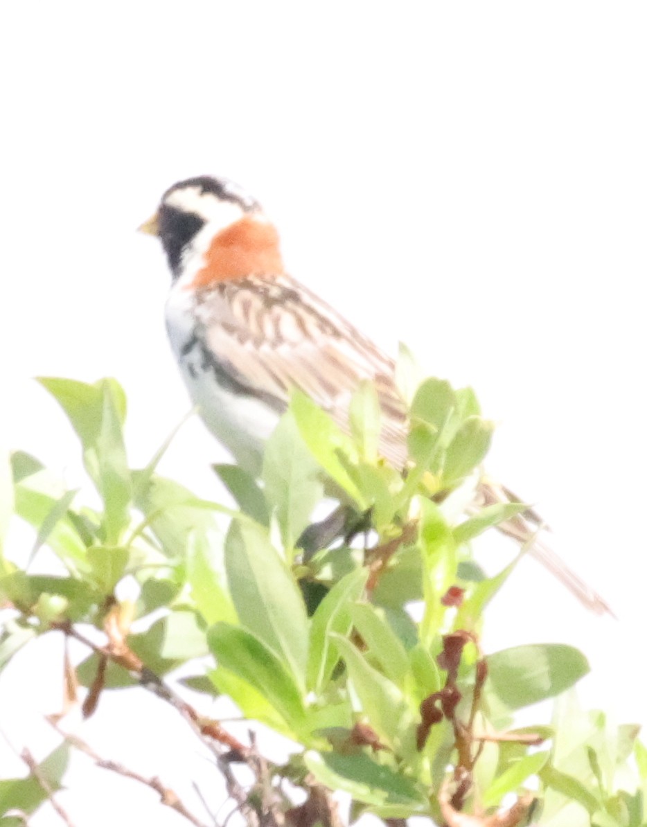 Lapland Longspur - ML638876776