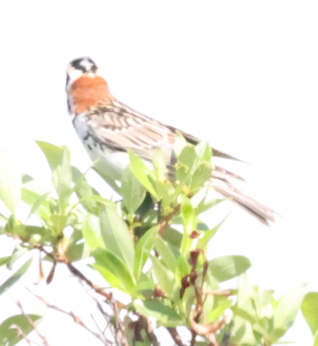 Lapland Longspur - ML638876777