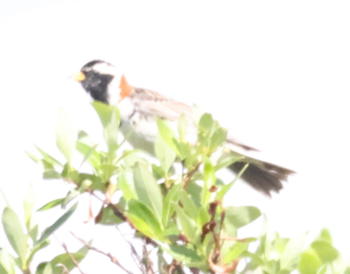 Lapland Longspur - ML638876778