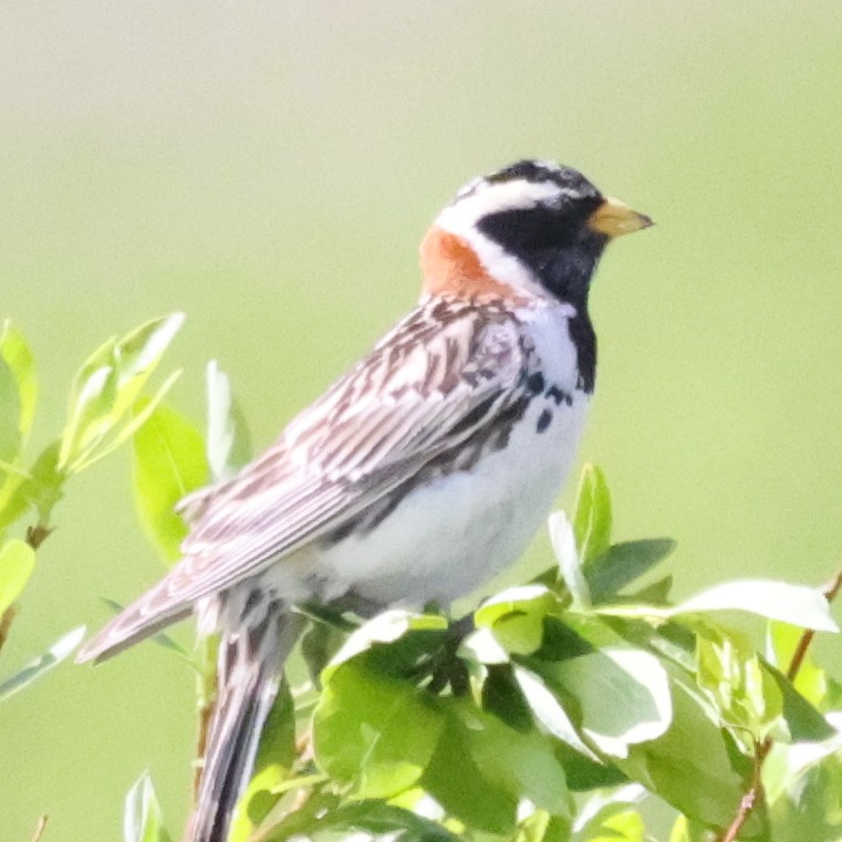 Lapland Longspur - ML638876779