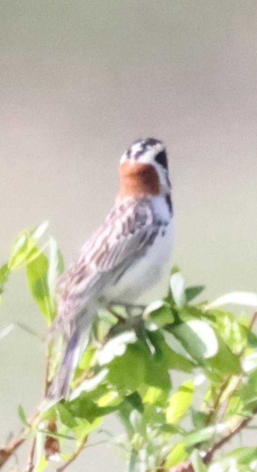 Lapland Longspur - ML638876780