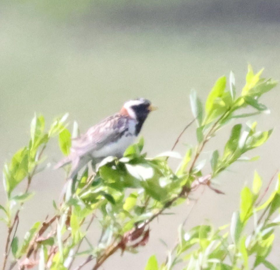 Lapland Longspur - ML638876781