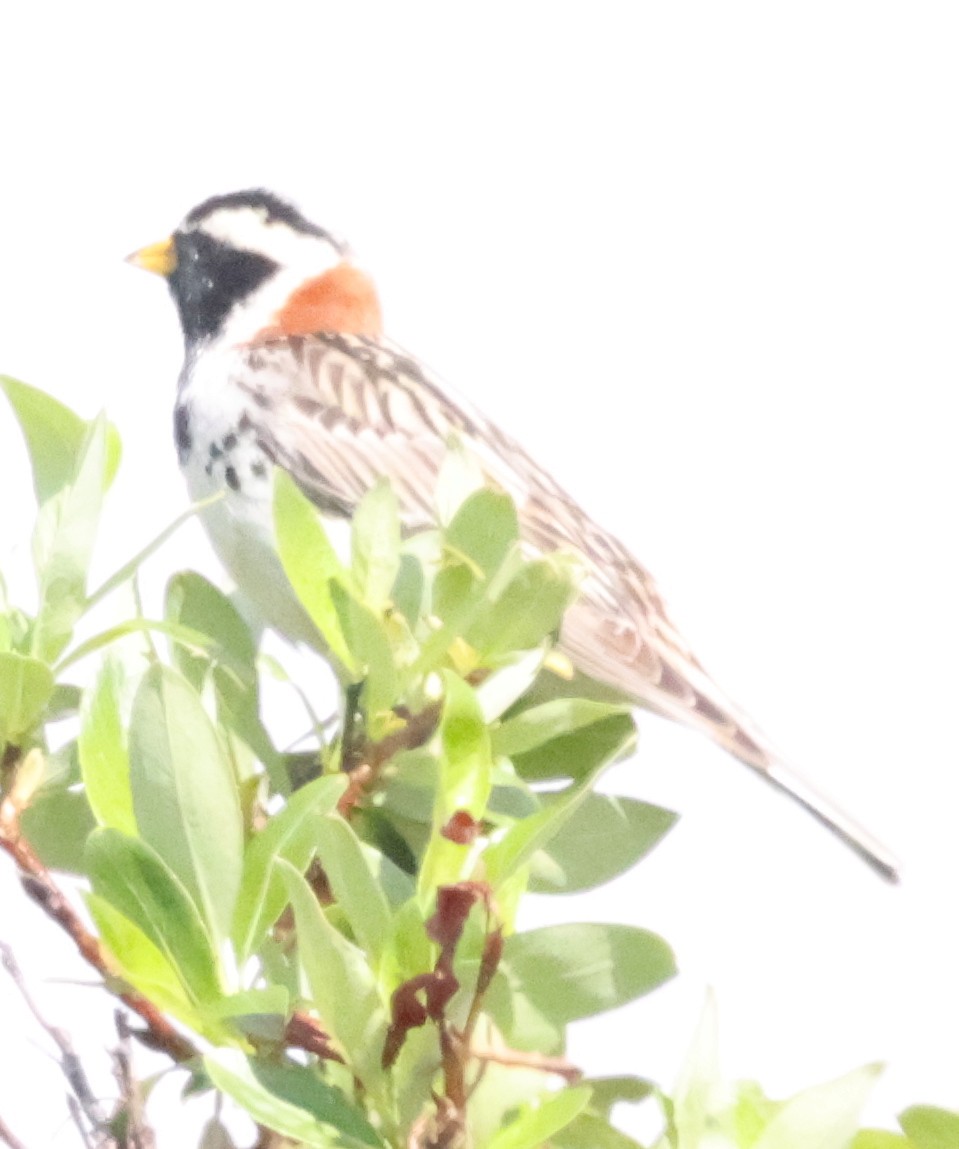 Lapland Longspur - ML638876782