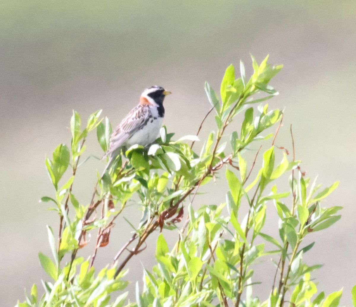 Lapland Longspur - ML638876783