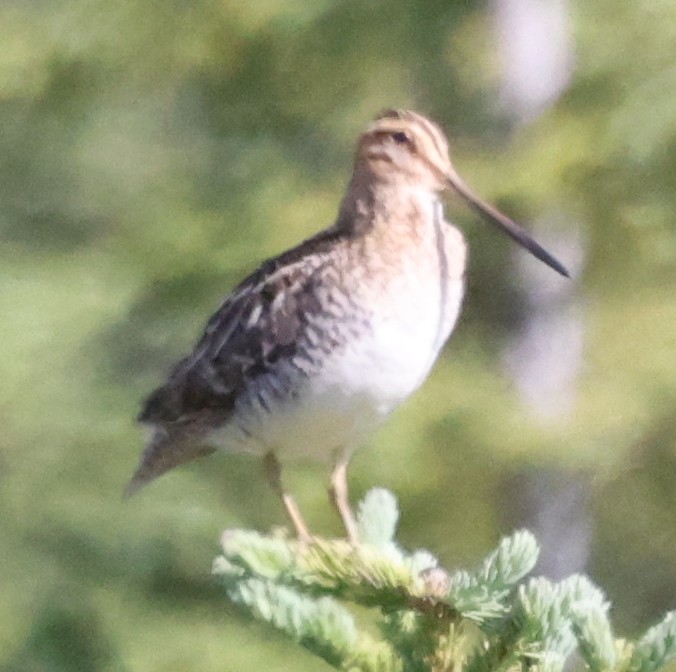 Wilson's Snipe - ML638876791