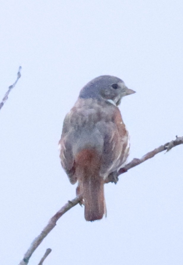 Fox Sparrow - ML638876797