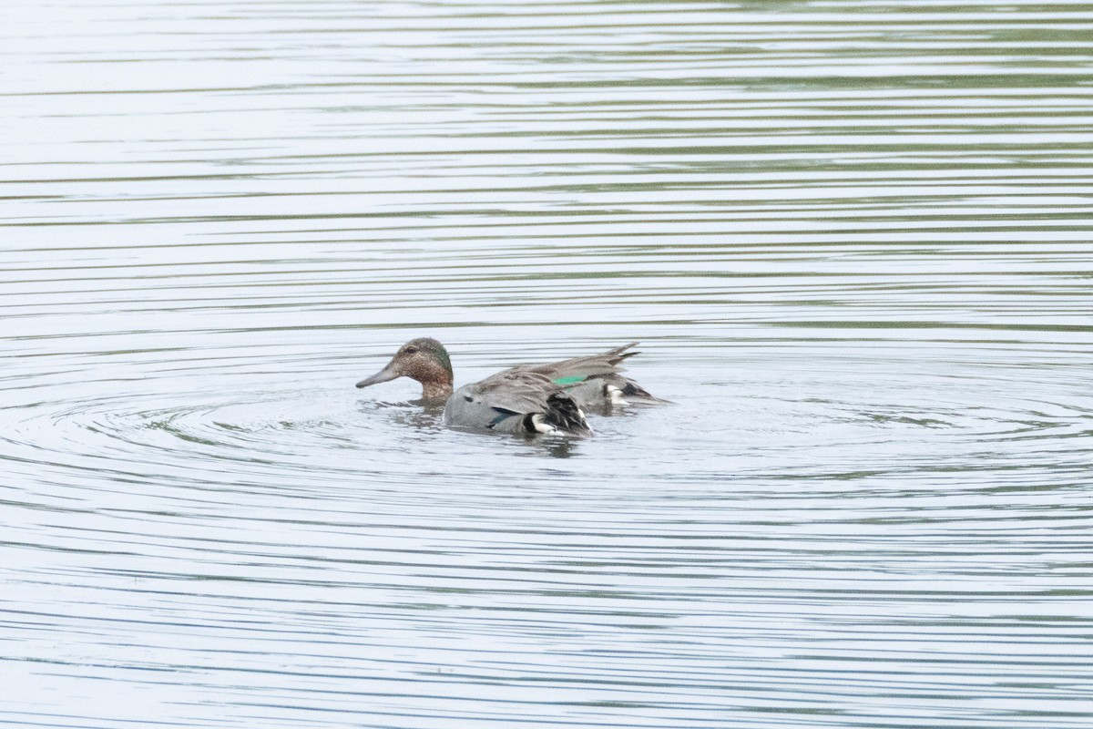 Green-winged Teal - ML638876847