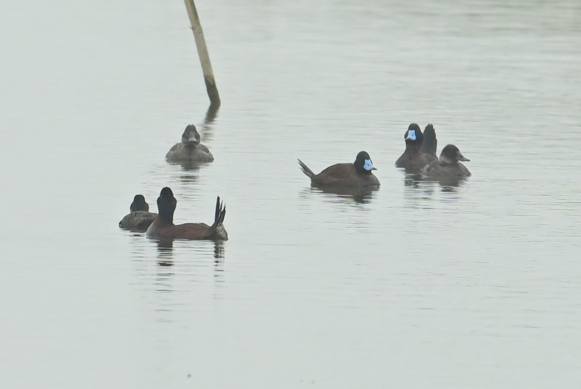 Andean Duck - ML638876876