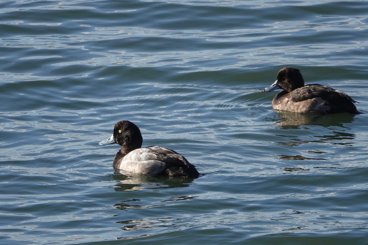 Greater Scaup - ML638876954