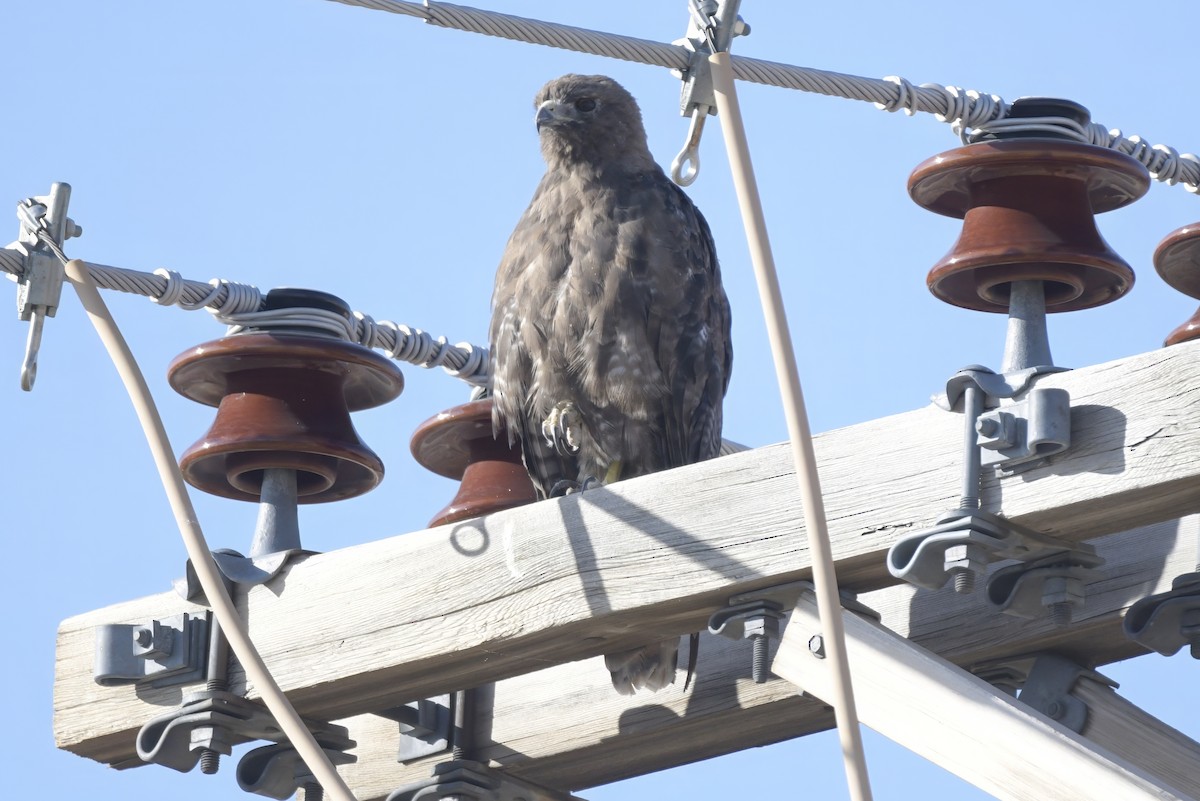 Red-tailed Hawk - ML638876958