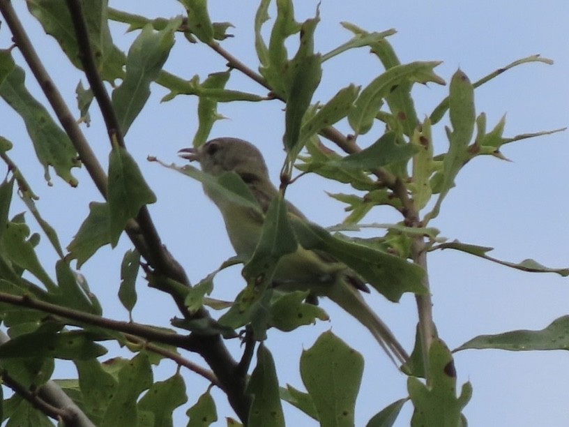 krattvireo - ML638876964
