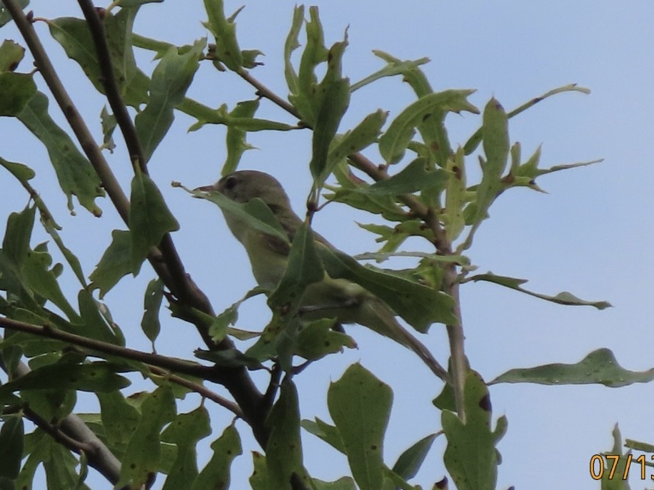 krattvireo - ML638876965