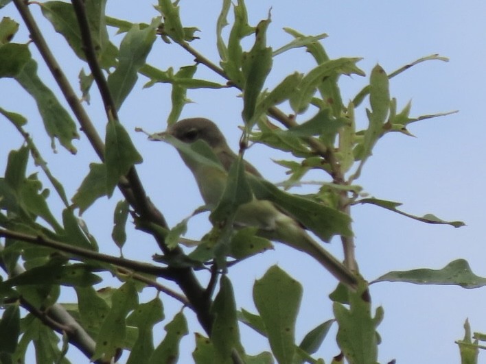 krattvireo - ML638876966