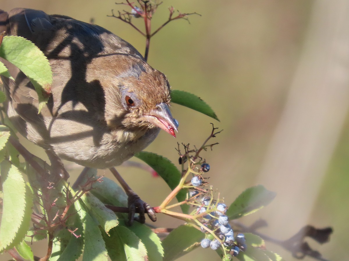 California Towhee - ML638876980