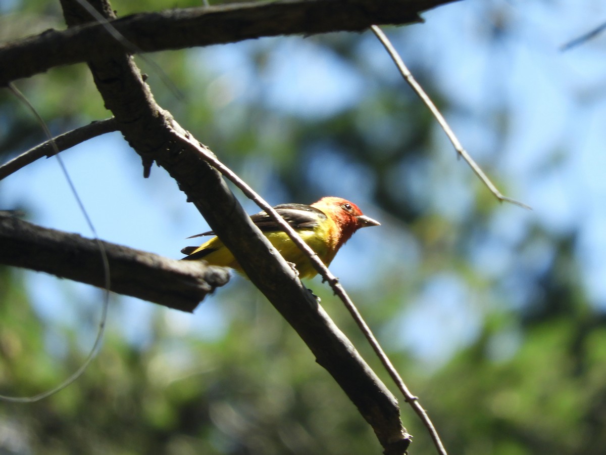 Western Tanager - ML638876989